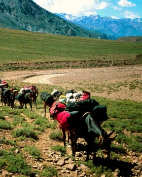 Pack Mules