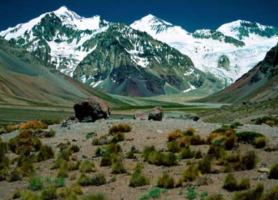 guanacos1